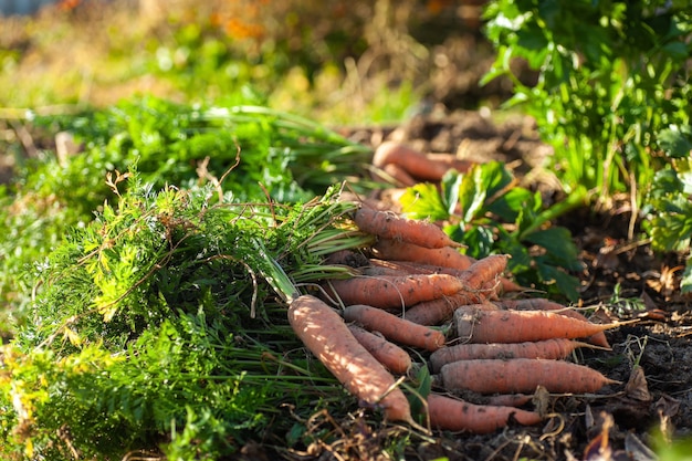 Raccolta di carote in un letto in giardino