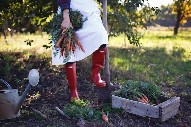 Raccolta di carote. la ragazza raccoglie le carote in giardino