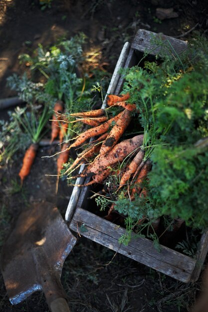 Raccolta di carote. tante carote in una cassetta in giardino e una pala.