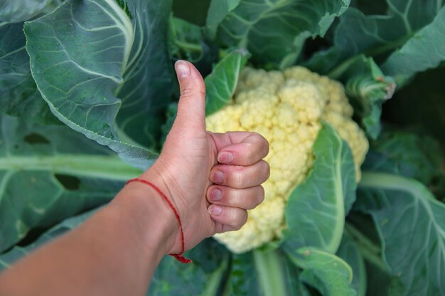 Raccolta di cavolfiori in giardino Concentramento selettivo