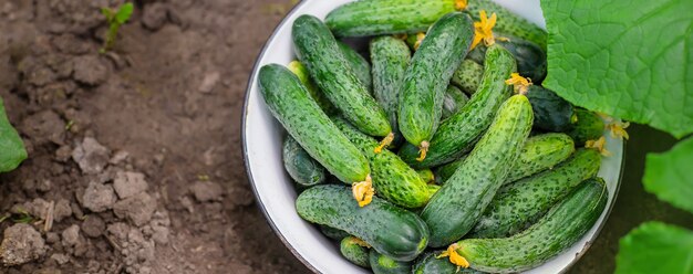 Raccolta di cetrioli fatti in casa. Messa a fuoco selettiva. natura. cibo