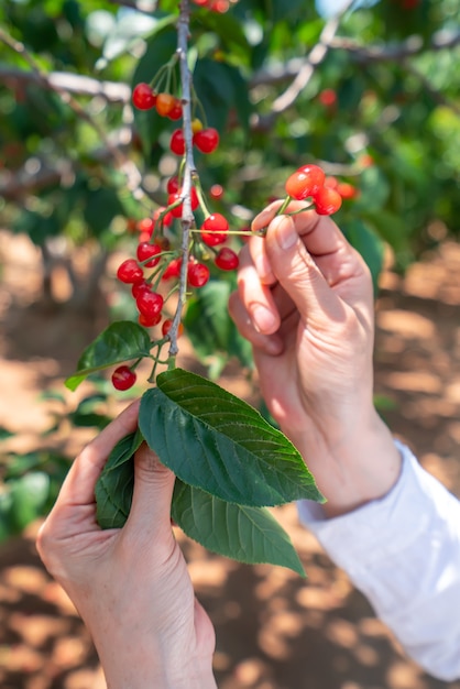 Raccolta di ciliegie fresche nel frutteto all'aperto