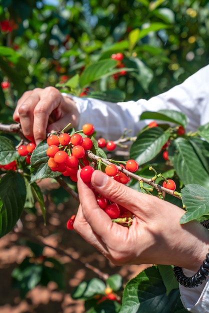 Raccolta di ciliegie fresche nel frutteto all'aperto