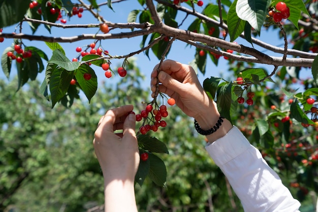 Raccolta di ciliegie rosse nel frutteto