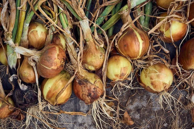 Raccolta di cipolle dorate fresche