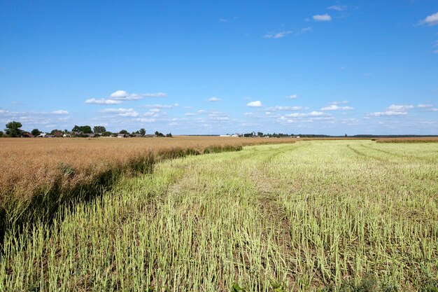 Raccolta di colza un campo agricolo, che ha effettuato la raccolta della colza, estate,