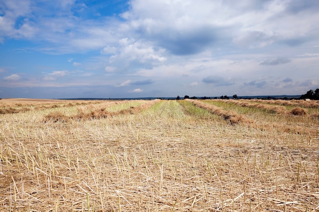 Raccolta di colza un campo agricolo