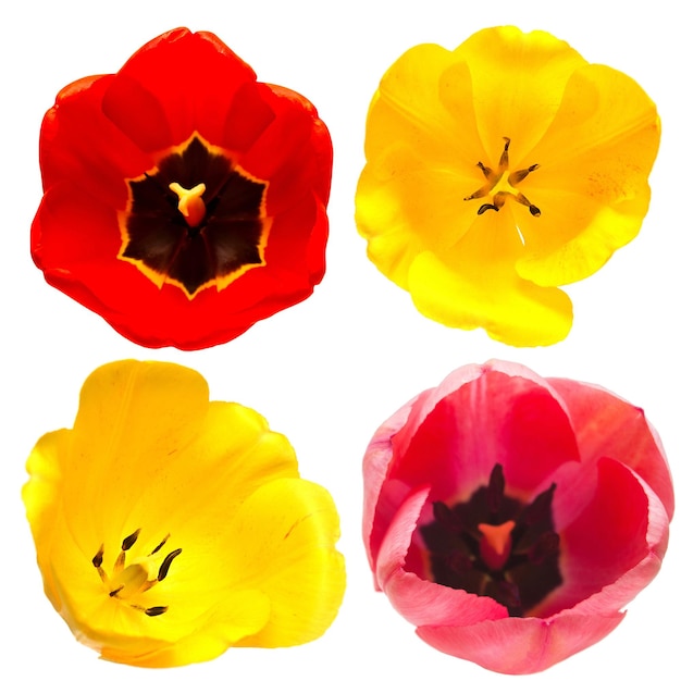 Raccolta di diverse forme e tipi di fiori di tulipano isolati su sfondo bianco. Rosso, giallo, rosa. Disposizione piatta, vista dall'alto
