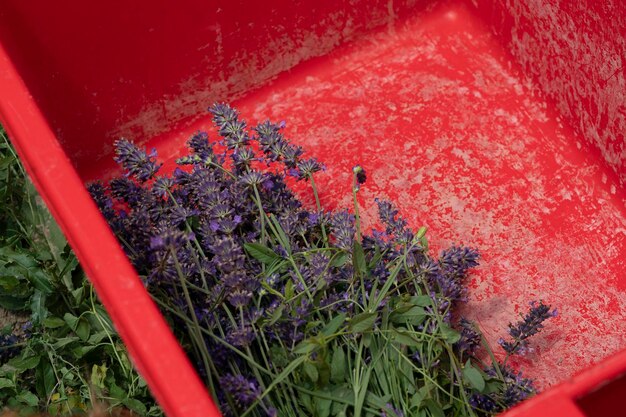 Raccolta di fiori in un campo di lavanda