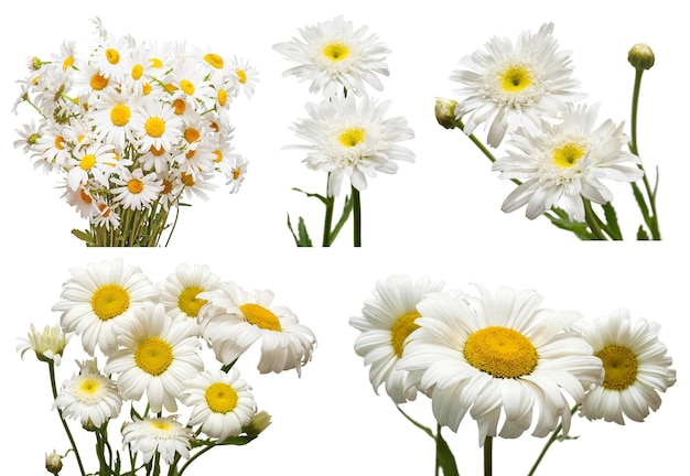 Raccolta di fiori margherita bianca isolata su sfondo bianco Ciao primavera Bellissimo concetto di giardino di piante Natura Pasqua Amore Vista dall'alto piatto laico