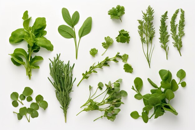 Raccolta di foglie di erbe fresche rucola Spezie erbe su isolato su sfondo bianco genera ai