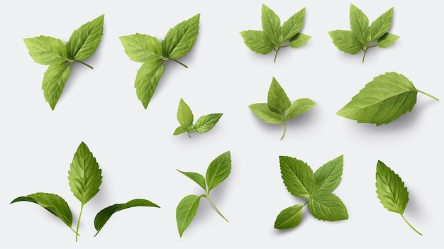 Raccolta di foglie di erbe fresche timanio e basilico Spezie su sfondo bianco