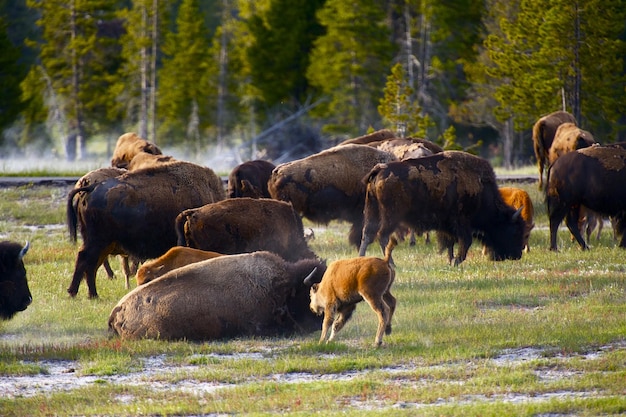 Raccolta di foto della fauna selvatica del Parco nazionale di Yellowstone dei bufali del Wyoming