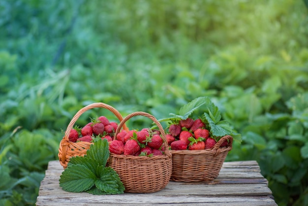 Raccolta di fragole rosse fresche in giardino in una giornata di sole Giardinaggio in campagna Cesto di fragole appena raccolte nel giardino di bacche