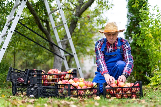 Raccolta di frutta agricola biologica da parte di un bel maschio. Uomo in frutteto in piedi con le mele in mano.