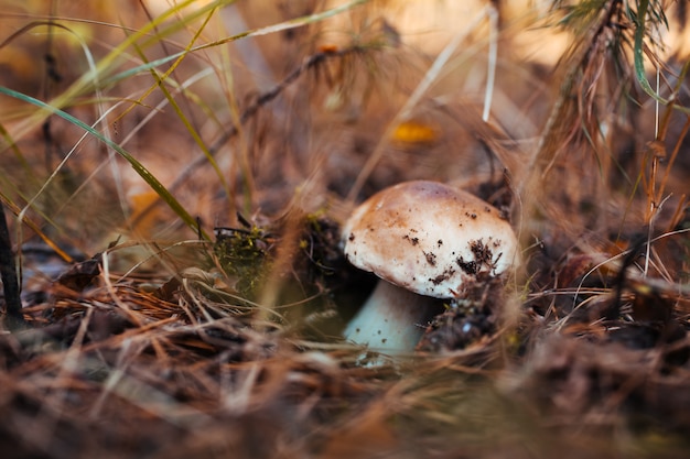 Raccolta di funghi. Il fungo porcino cresce nella foresta. Natura autunnale