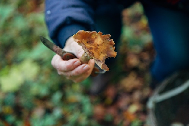 Raccolta di funghi nel grande fungo della foresta in mano