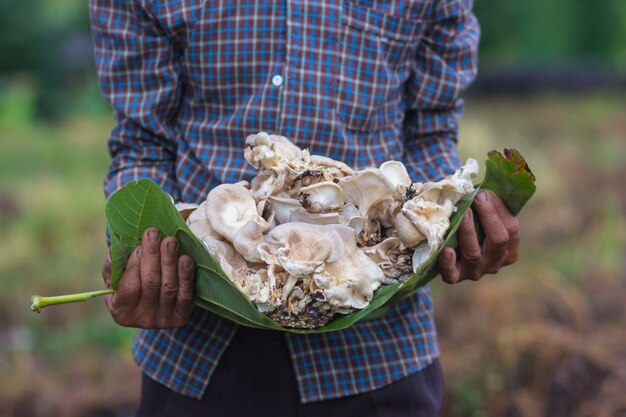 Raccolta di funghi selvatici