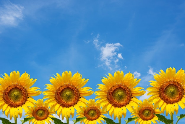 Raccolta di girasoli con sfondo blu cielo