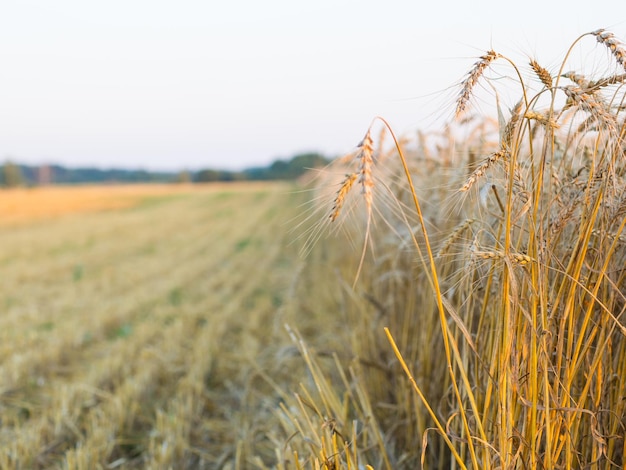 Raccolta di grano giallo brillante del campo di grano maturo