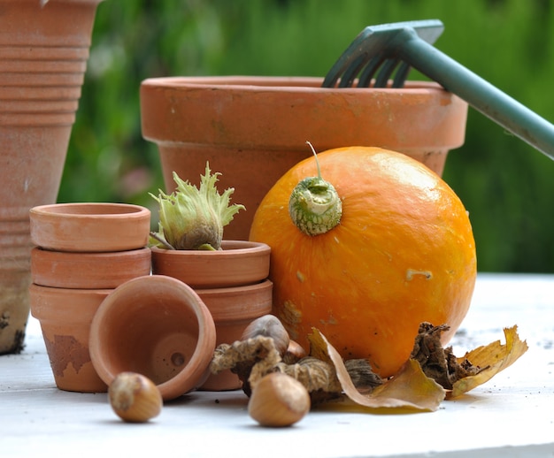 Raccolta di nocciole e zucca