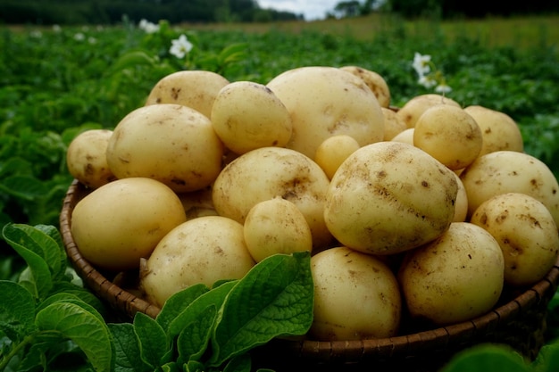 Raccolta di patate novelle in un cesto di vimini su un campo di patate verdi
