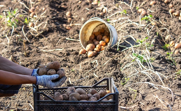 Raccolta di patate organiche appena raccolte Contadino in giardino