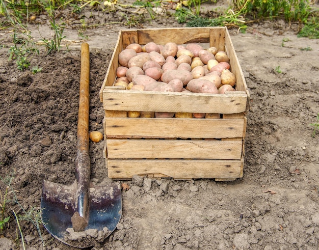 Raccolta di patate su un campo agricolo