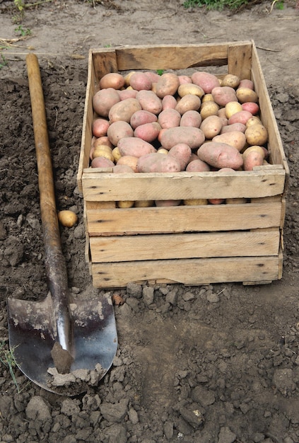 Raccolta di patate su un campo agricolo