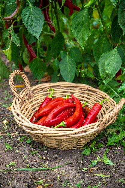 Raccolta di peperoncino in giardino Concentramento selettivo