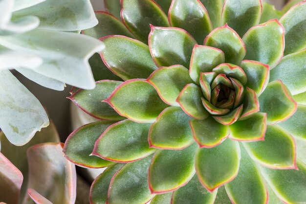 Raccolta di piante grasse su un'immagine di primo piano tavolo di colore chiaro