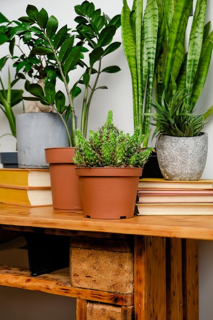 Raccolta di piante in vaso su tavola di legno