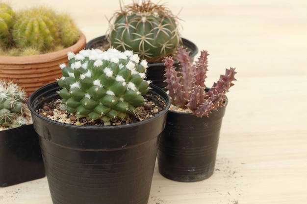 Raccolta di piccoli cactus o crassulacee su fondo di legno con lo spazio della copia.