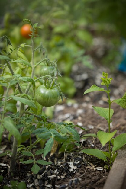 Raccolta di pomodori biologici freschi in giardino in una giornata di sole Il contadino ammira i pomodori in maturazione