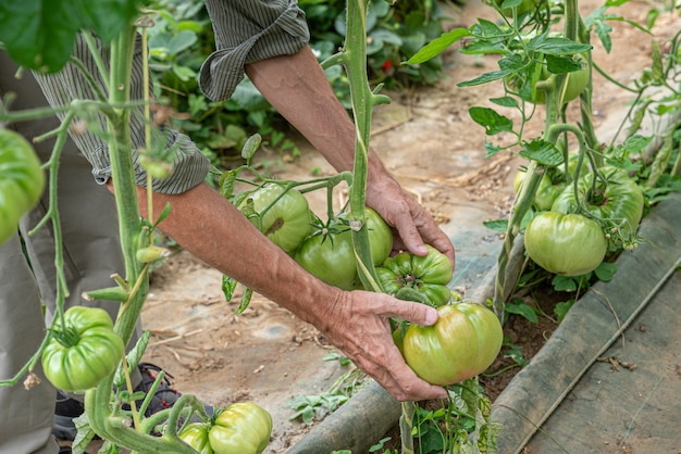 Raccolta di pomodori biologici nell'orto