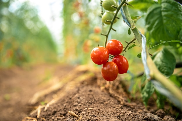 Raccolta di pomodori maturi in qualità biologica in una serra della fattoria.