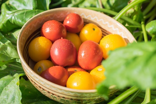 Raccolta di pomodori rossi e gialli freschi e biologici in una ciotola