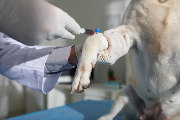 Raccolta di sangue canino