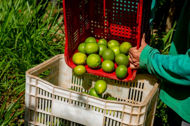 Raccolta di tigli su una piantagione mettendo a mano i tigli in scatole sistema agroforestale