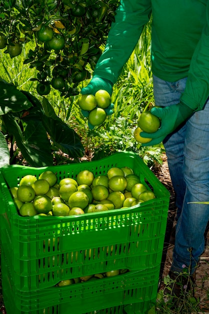 Raccolta di tigli su una piantagione mettendo a mano i tigli in scatole sistema agroforestale