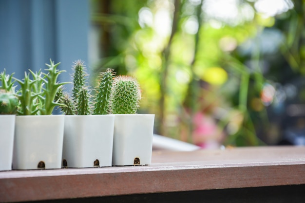 Raccolta di vari cactus e piante grasse in vasi di plastica bianchi sul tavolo di legno