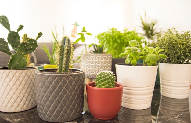 Raccolta di vari cactus e piante succulente in diversi contenitori