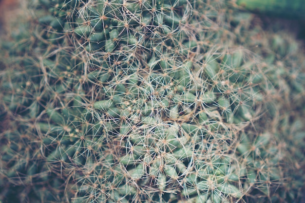 Raccolta di vari cactus e piante succulente in diversi vasi