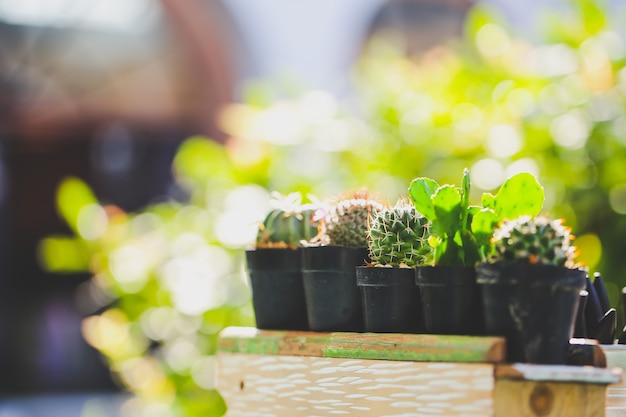 Raccolta di vari cactus in diversi vasi