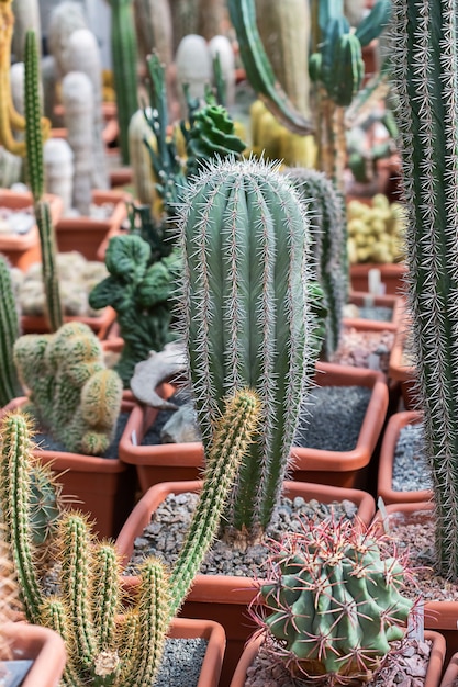 Raccolta di vari cactus tropicali e piante succulente in diversi vasi. Cactus in vaso nel giardino della serra