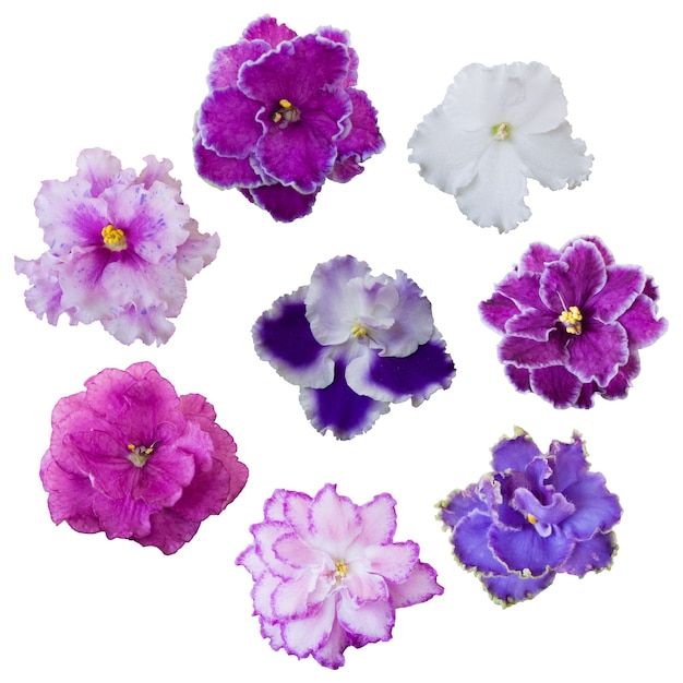 Raccolta di vari fiori rosa, bianchi e viola isolati su superficie bianca