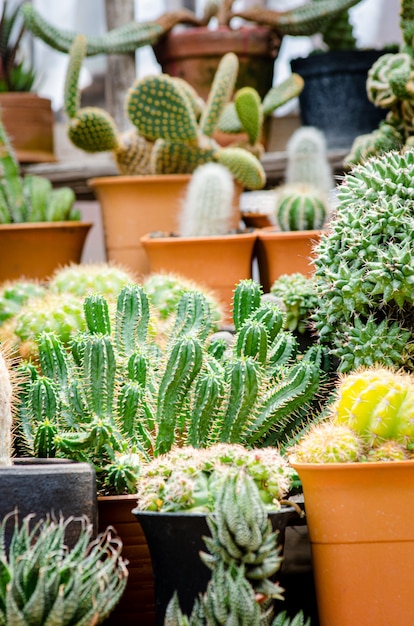 Raccolta di varie piante di cactus in diversi vasi