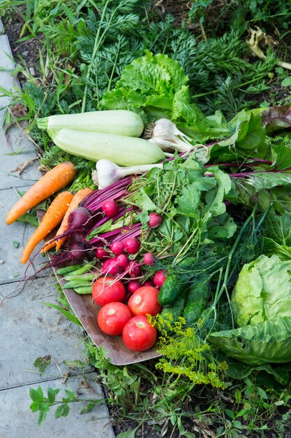 Raccolta di verdure fresche in giardino