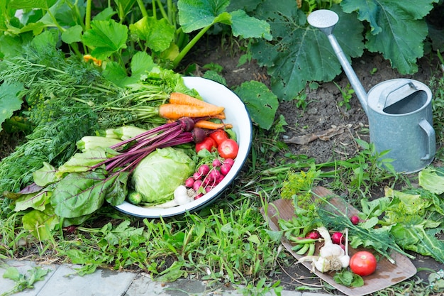 Raccolta di verdure fresche in giardino