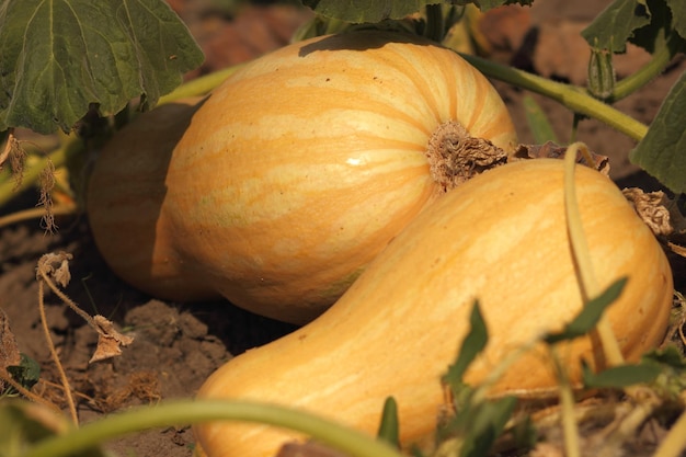 Raccolta di zucca organica fresca matura dell'azienda agricola Agricoltura biologica Zucca fresca matura sul primo piano del campo